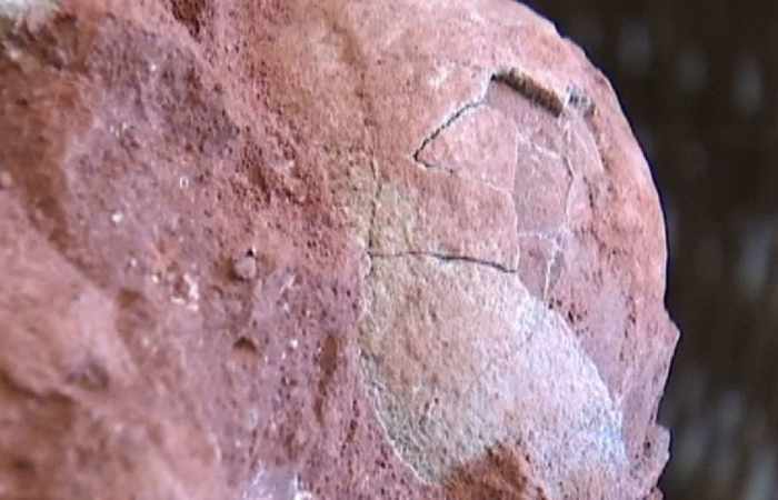 70 Million-year-old dinosaur egg fossils have been discovered in China