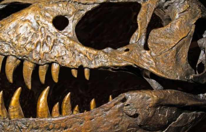 Major shake-up suggests dinosaurs may have 'UK origin'
