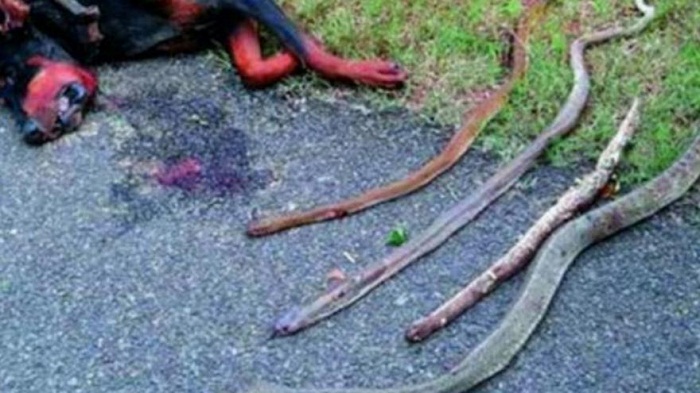 Un chien meurt en sauvant une famille menacée par des cobras