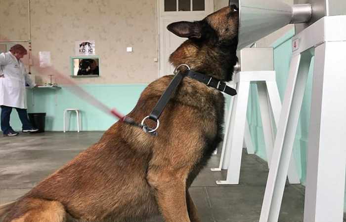 Researchers say dogs can detect breast cancer with 100% accuracy by smelling a bandage