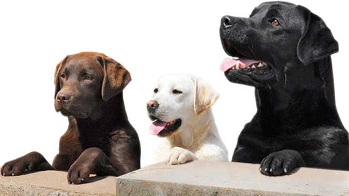 Top dogs at risk of middle-aged spread