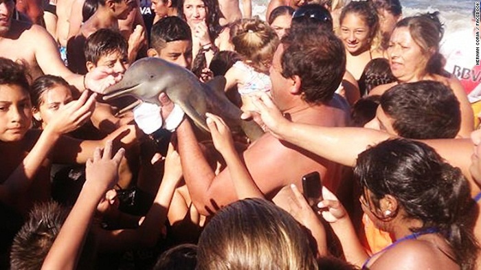 Outrage after dolphin beach death
