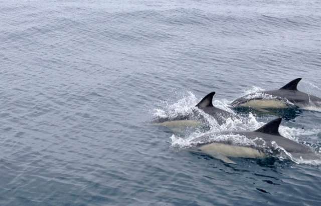 Les pêcheurs siciliens se mettent en grève contre les dauphins