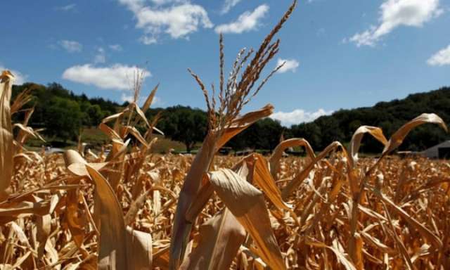 Food ruined by drought could feed more than 80m a day, says World Bank