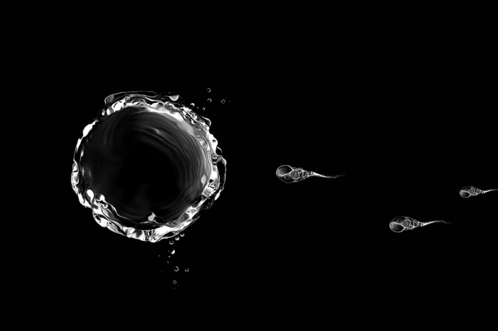 Hijacked sperm carry chemo drugs to cervical cancer cells