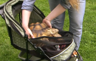 Son travail? Garder une tortue