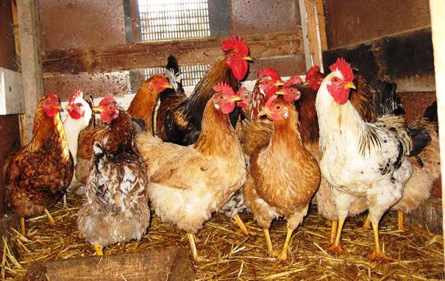 Nazirlikdən quşlarla bağlı açıqlama