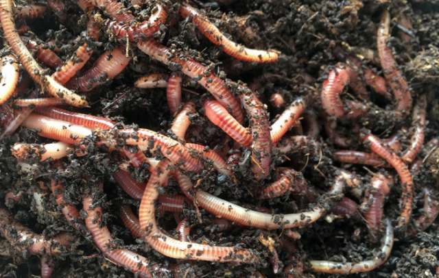 Research shows that earthworms can thrive even in Mars soil
