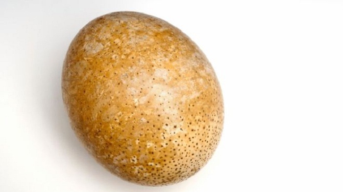 Proteins from `deep time` found in ostrich eggshell