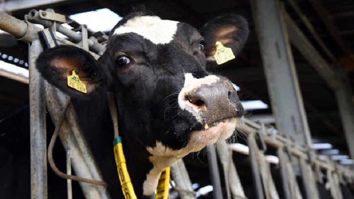 Offenbar neue Hilfen für Milchbauern