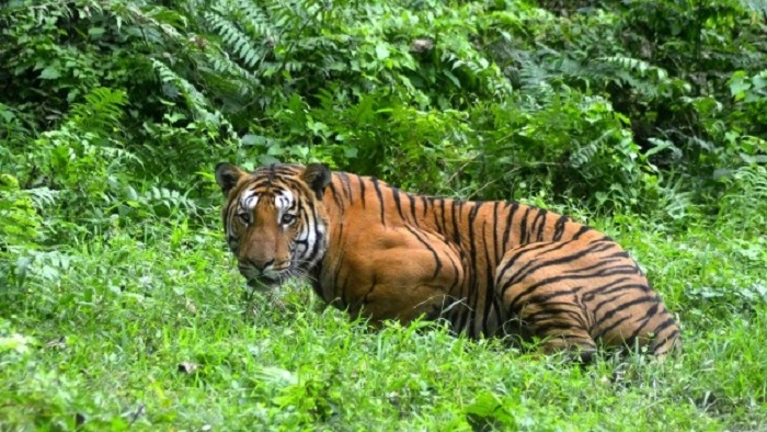 Tiger töten Frau in Safaripark