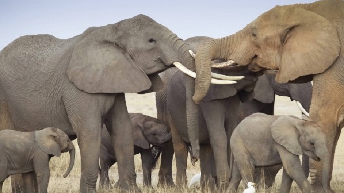 Bestände Afrikanischer Elefanten schrumpfen drastisch