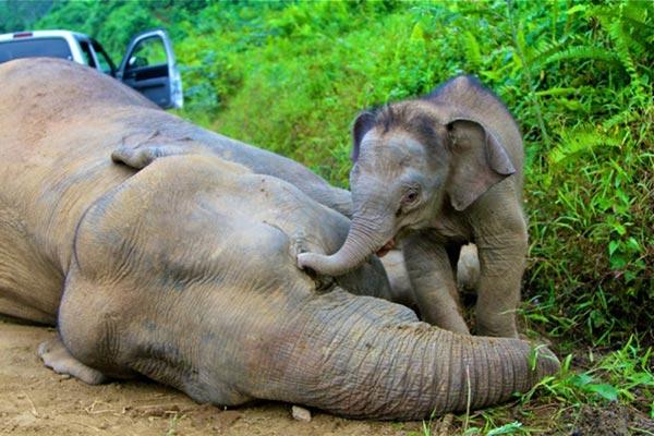 L`Homme commence à prendre au sérieux le massacre des éléphants