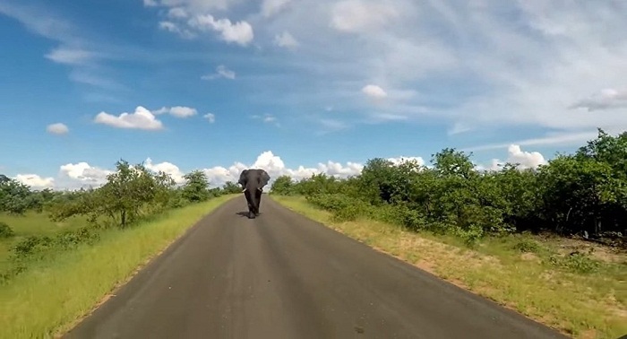 Un éléphant en colère poursuit des touristes - VIDEO