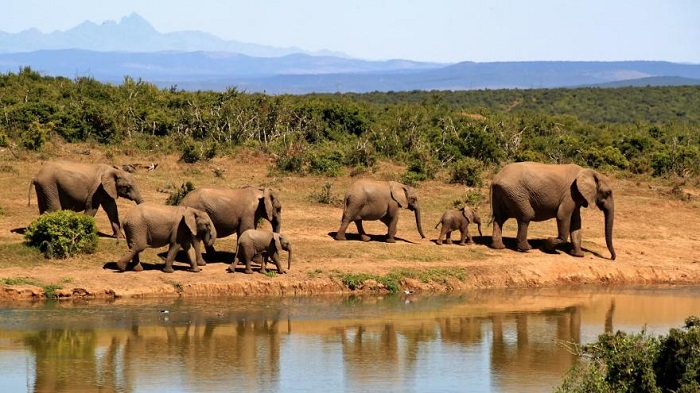 Réchauffement climatique: la moitié des mammifères terrestres est déjà en danger