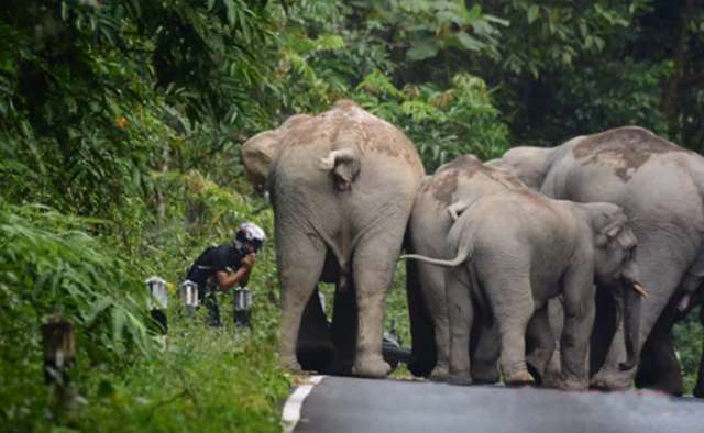 Moped rider begs for mercy as angry elephants charge at him-VIDEO