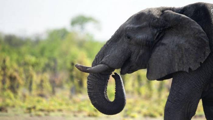 L'administration Trump réautorise l'importation de trophées d'éléphants