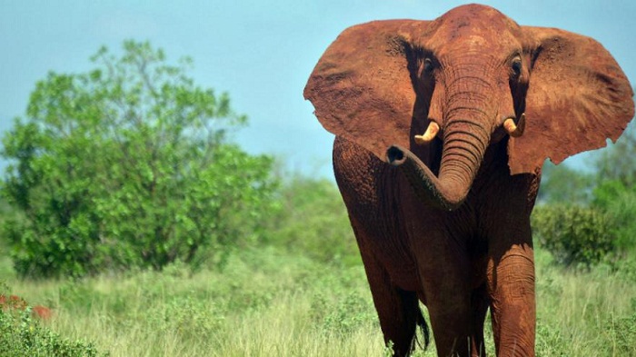 Des éléphants d’Afrique ont compris comment éviter les braconniers