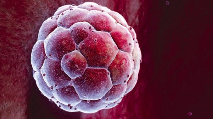 Embryo study shows `life`s first steps`