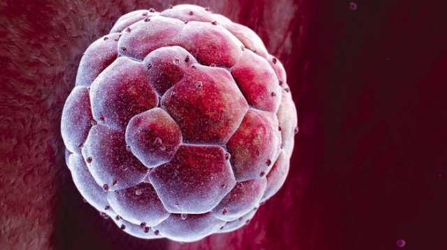 Scientists seek permission to genetically modify embryos