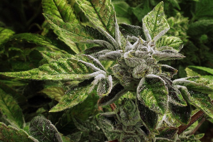 Colombia Just Legalized Medical Marijuana