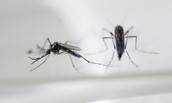 Zika: premier cas de microcéphalie en Floride