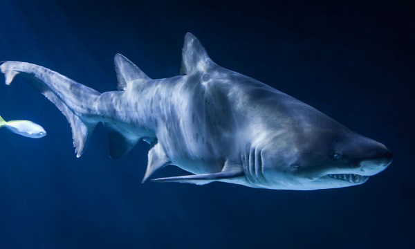 Cernés par les requins, deux plongeurs survivent 48 heures dans le Pacifique