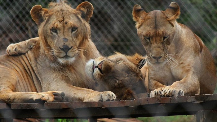 Kenya: 6 lions s`échappent du parc national de Nairobi