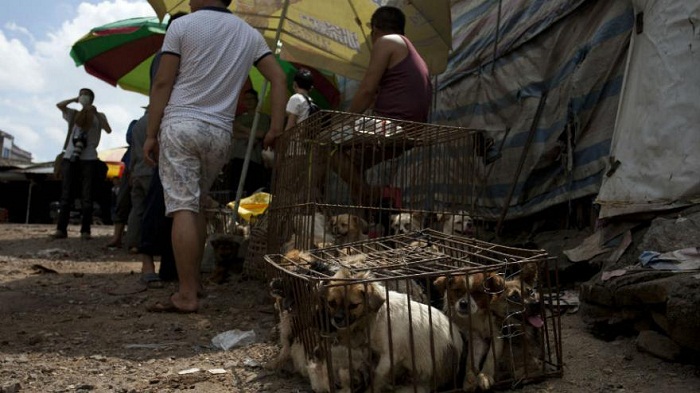Chine: le festival de la viande de chien fait polémique