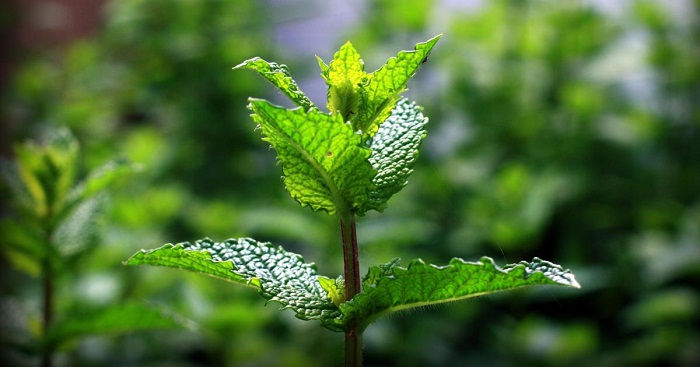 Pourquoi la menthe rafraîchit-elle ?