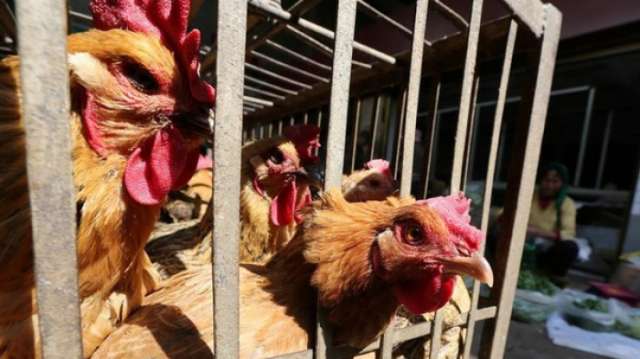 عشرات الوفيات والإصابات بإنفلونزا الطيور في الصين