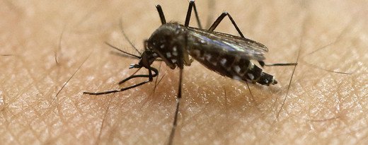 Etats-Unis: possible infection autochtone au Zika hors du foyer de Miami