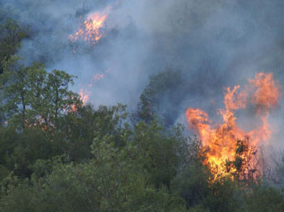 Forest fire extinguishing continues in north of Azerbaijan