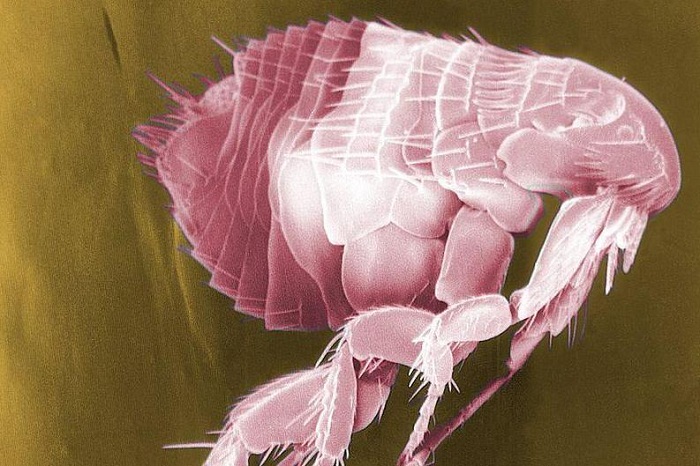 Billions of fleas with massive penises are about to invade your bedroom