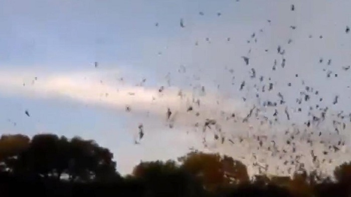 Touristen werden von Millionen von Fledermäusen überrascht- VIDEO