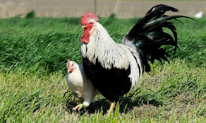 Fleisch Bleibt In Der Turkei Teuer Auch Nach Dem