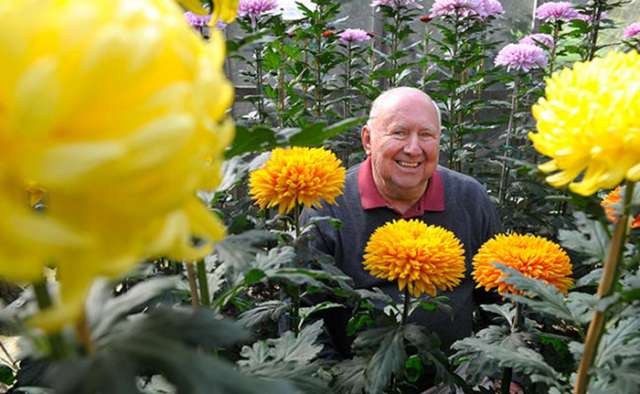 The hidden world of exhibition chrysanthemums