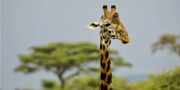 Des scientifiques percent le mystère du long cou de la girafe