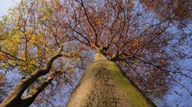 Scientists fear new EU rules may 'hide' forest carbon loss