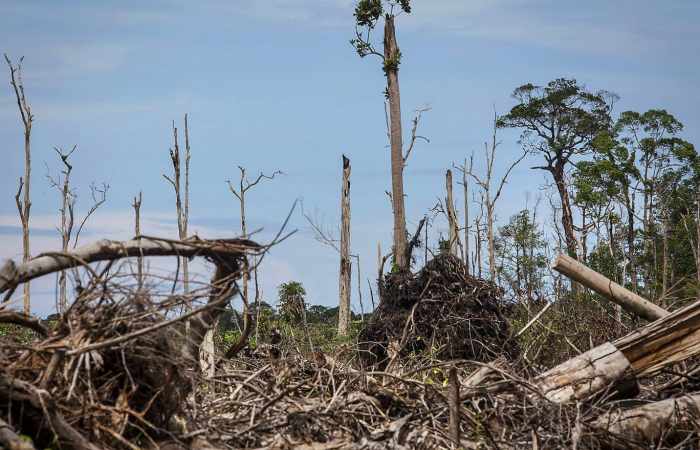 Last place on Earth where tigers, elephants, orangutans & rhinos live together is being destroyed