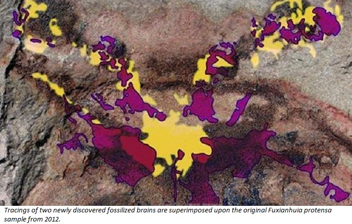 Half-Billion-Year-Old Brains Preserved in Fool`s Gold