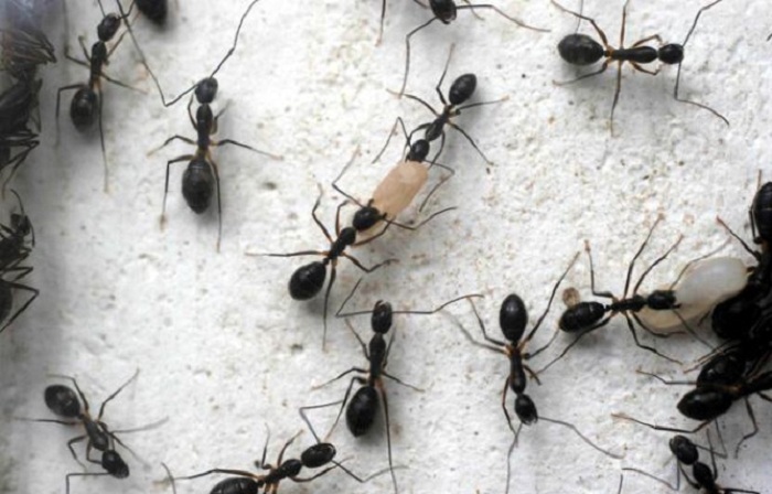 Australie: Un homme survit six jours dans le désert en mangeant des fourmis