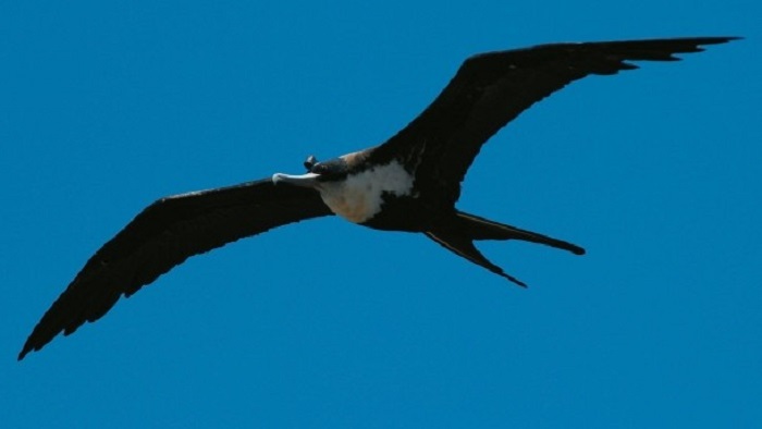 Fregattvögel schlafen in der Luft