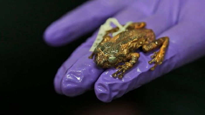 `Extinct` tree frog rediscovered in India after 137 years
