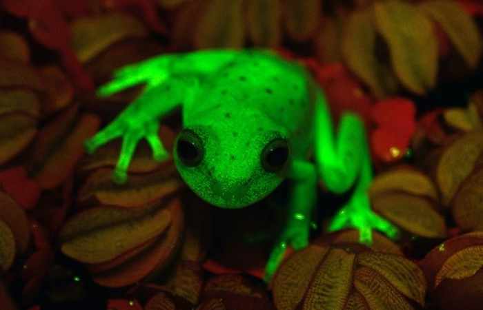 First fluorescent frog found in Argentina