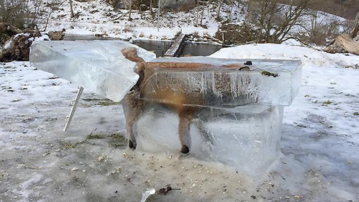 Fuchs stirbt Eis-Tod