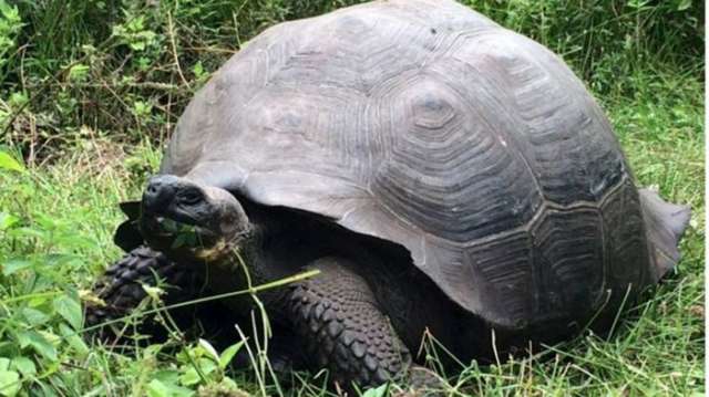 New species of giant tortoise discovered in Galapagos