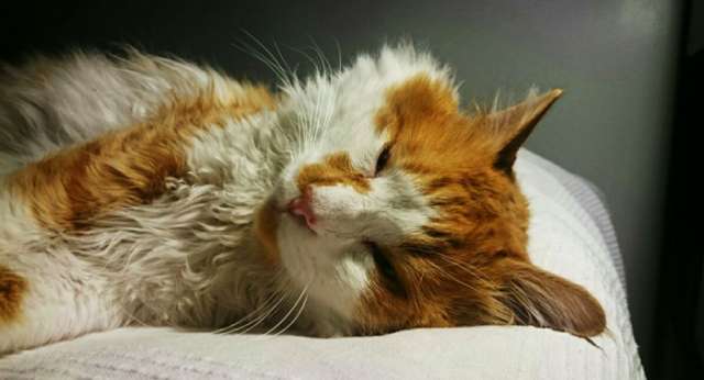 Una gata en Rusia se sacrifica para salvar a su amo