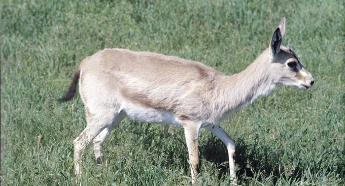7.000 gazelles intoxiquées par les djihadistes de Daech en Irak
