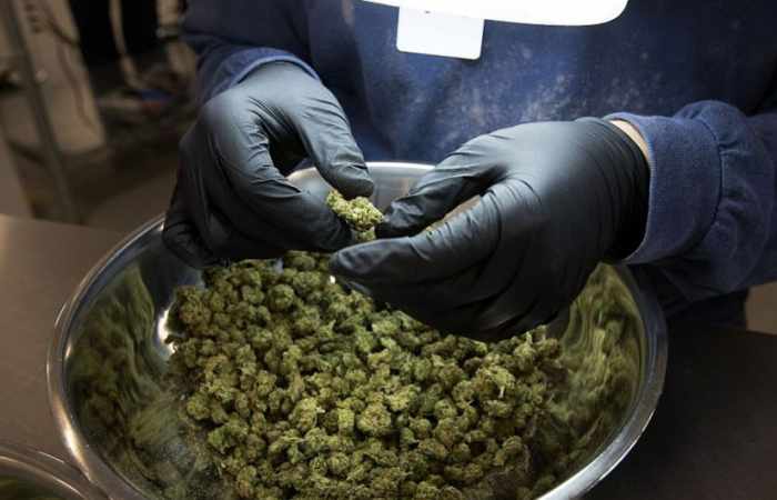 Incautan casi 10 toneladas de marihuana en Argentina
